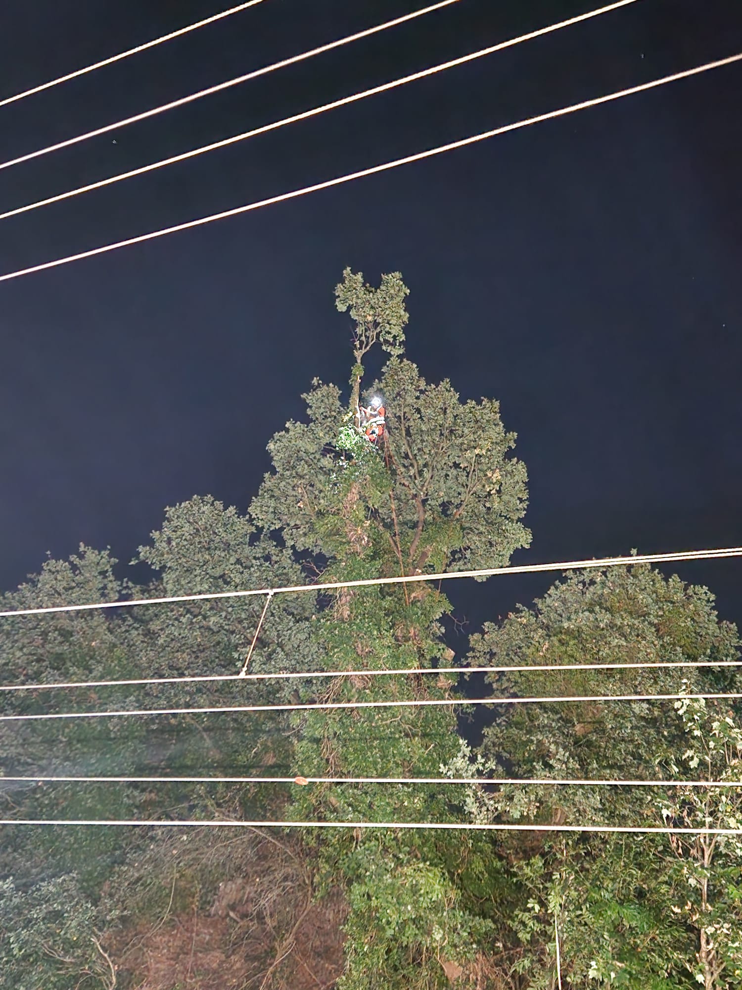 Vegetation Maintenance
